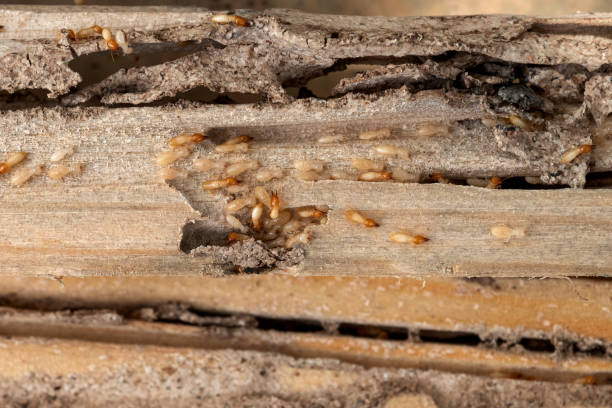 Best Termite Control Services  in Edgewood, TX