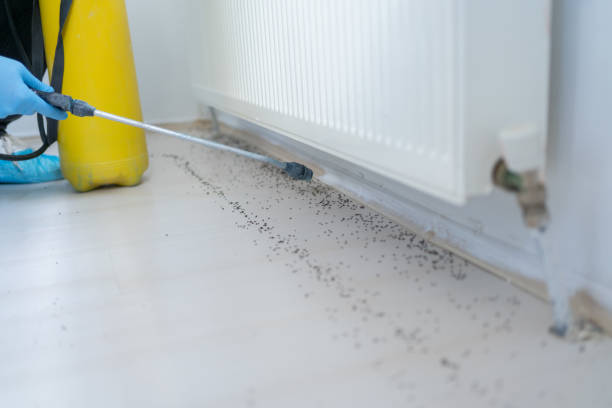 Trusted Edgewood, TX Pest Control Experts